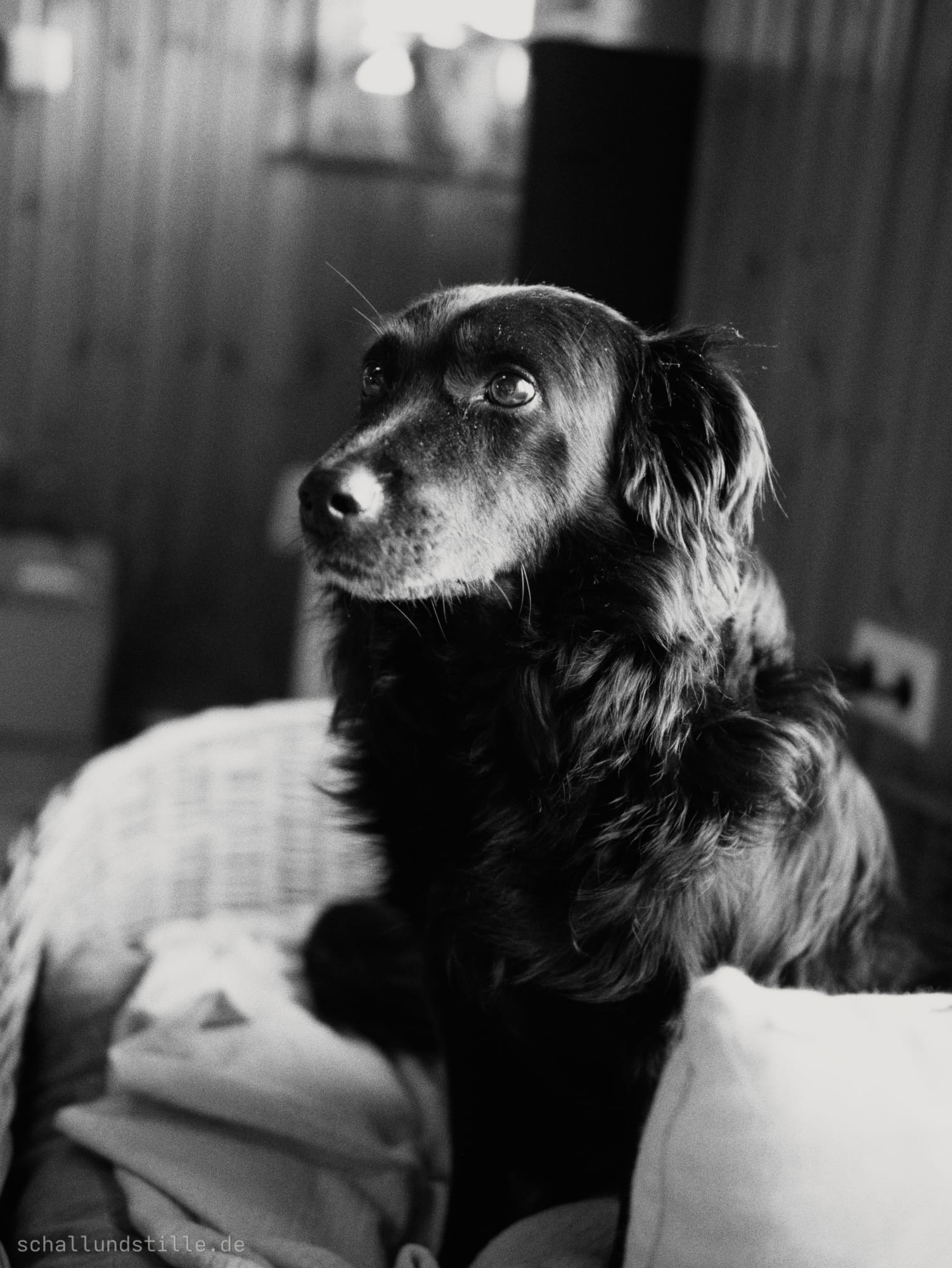 Ein schwarzer Hund schaut aufmerksam nach oben. 
