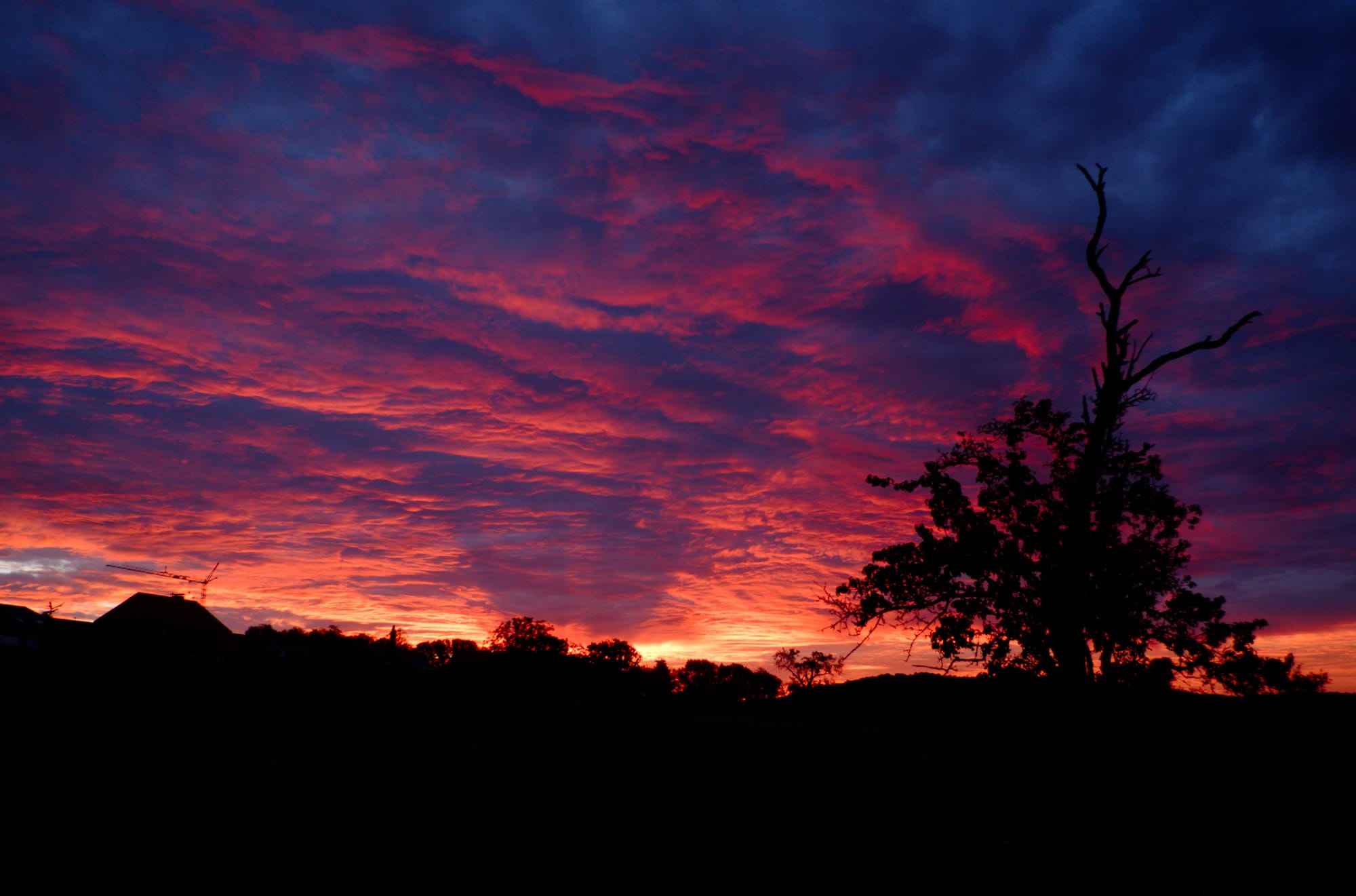 Ein rot leuchtender Sonnenaufgang mit Wolken, im Vordergrund die dunkle Silhouette von einem alten Obstbaum.