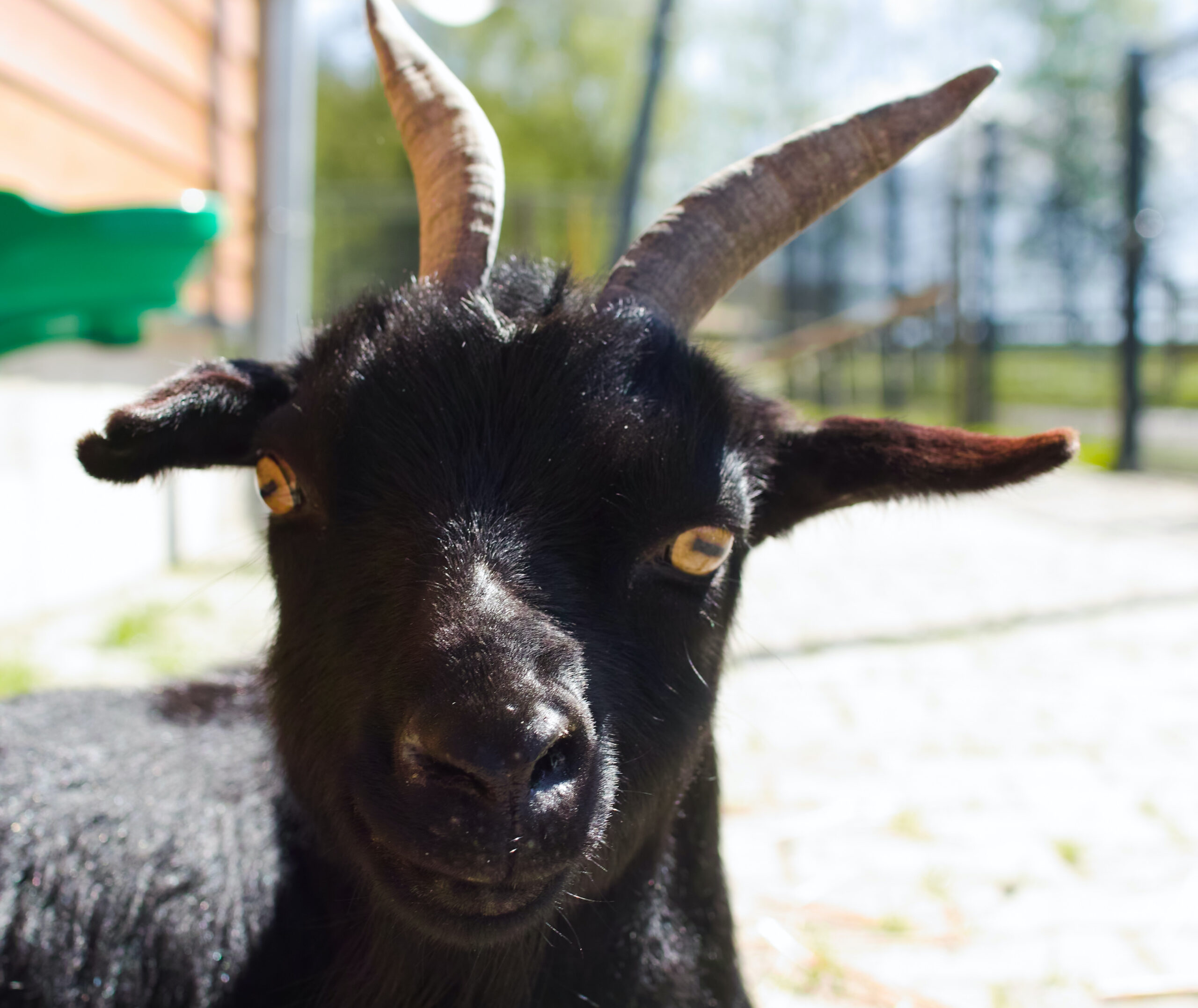 Portrait of a black pigmy goat looking at the camera.
