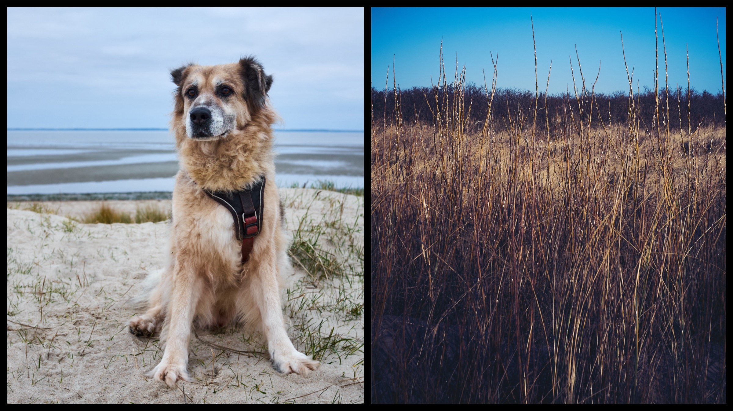Diptych of a shepherd mix dog waiting on a dune, and budding willow branches on a dune, one year later.