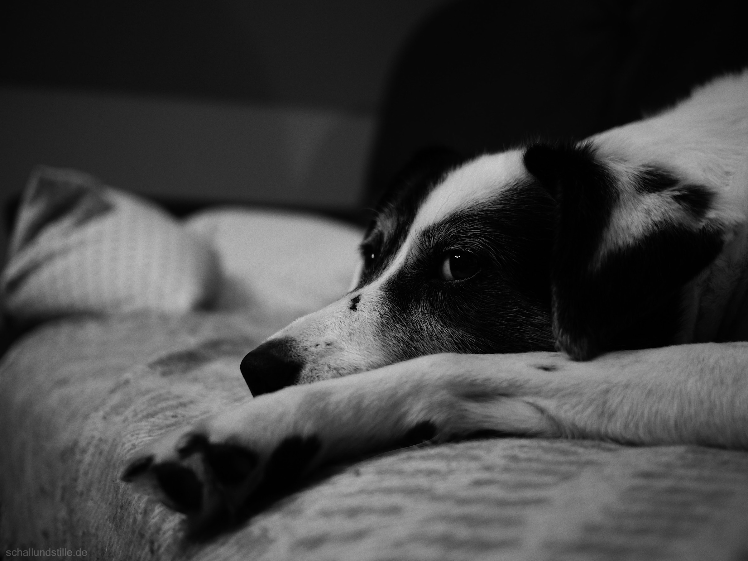 black and white portrait of a black and white dog resting on a sofa