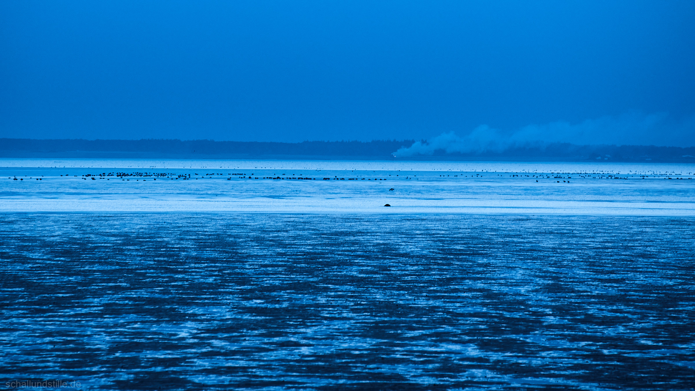 the wadden sea at ebbtide at dawn, some seabirds and the island of amrum in the distance