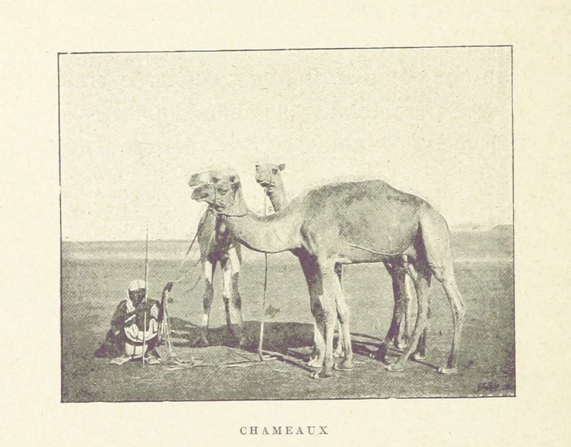 Antique picture of a desert scene with three camels and a man sitting below them.