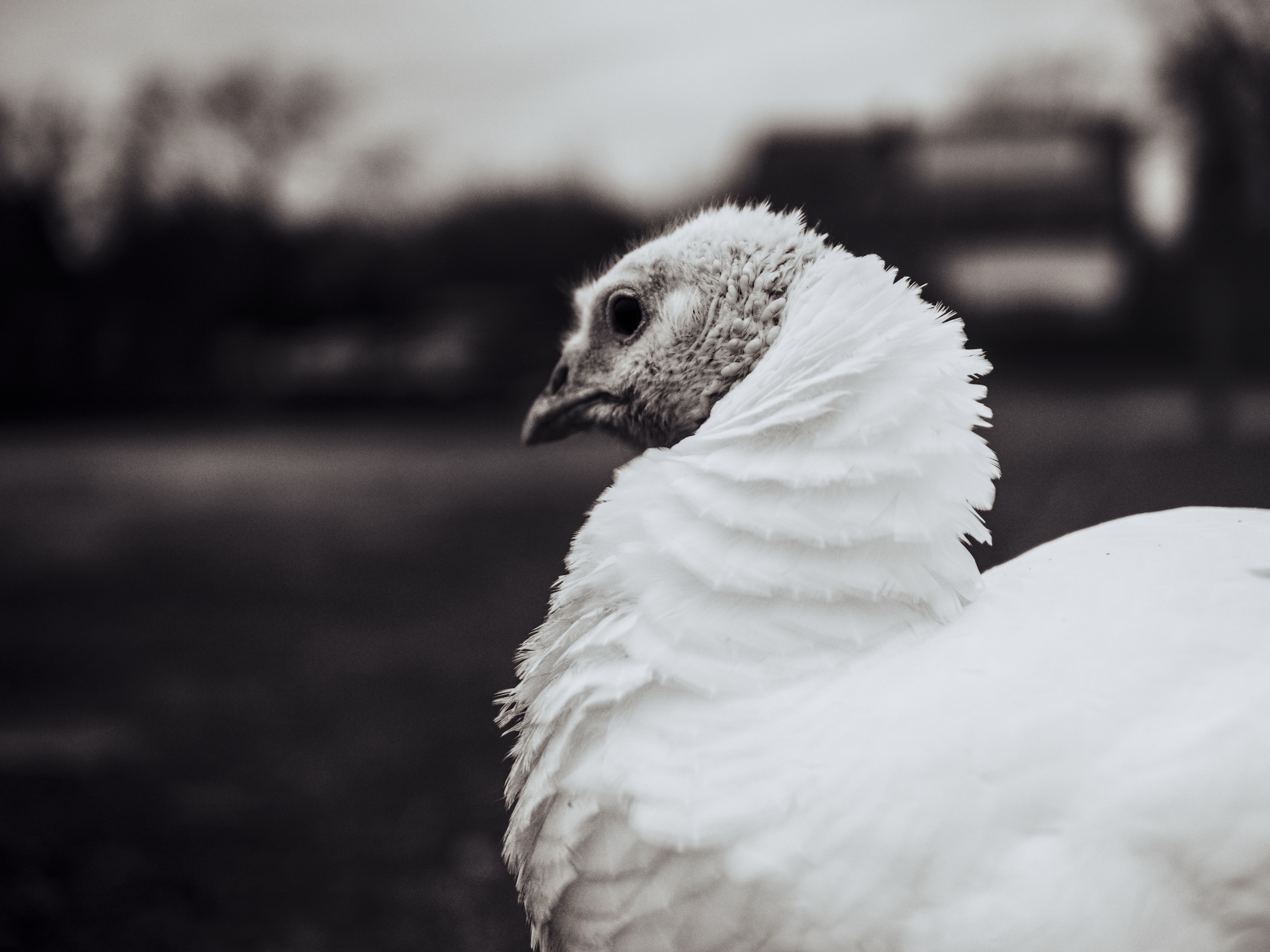 black and white portrait of a turkey