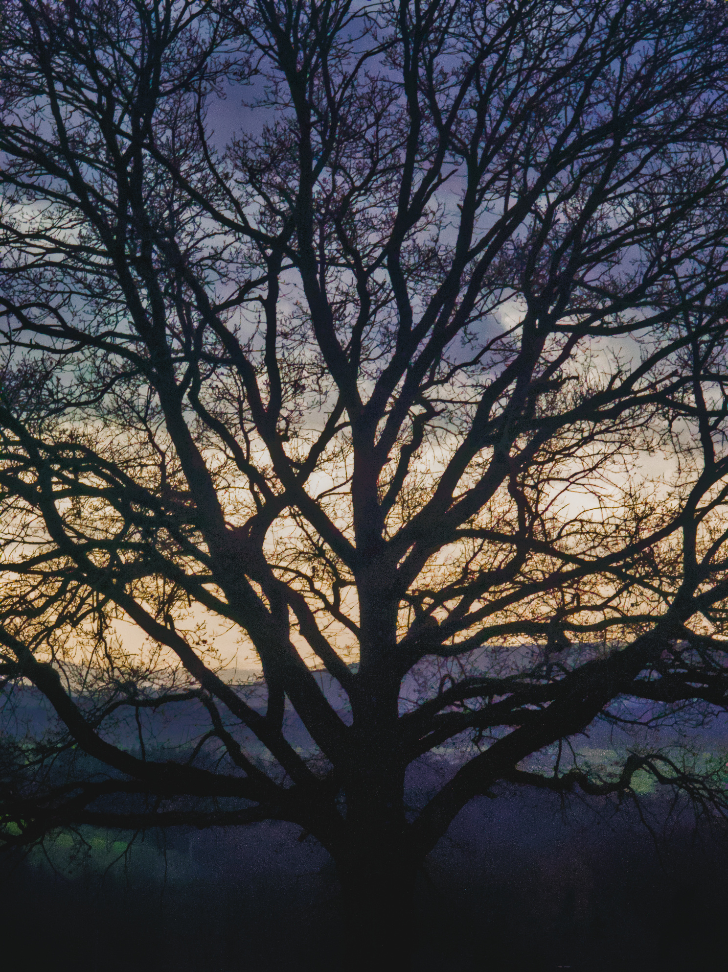 silhouette of a tree in diffuse winter morning light