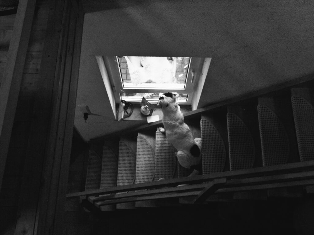 A black and white dog sitting on a stair and looking out of a window. 