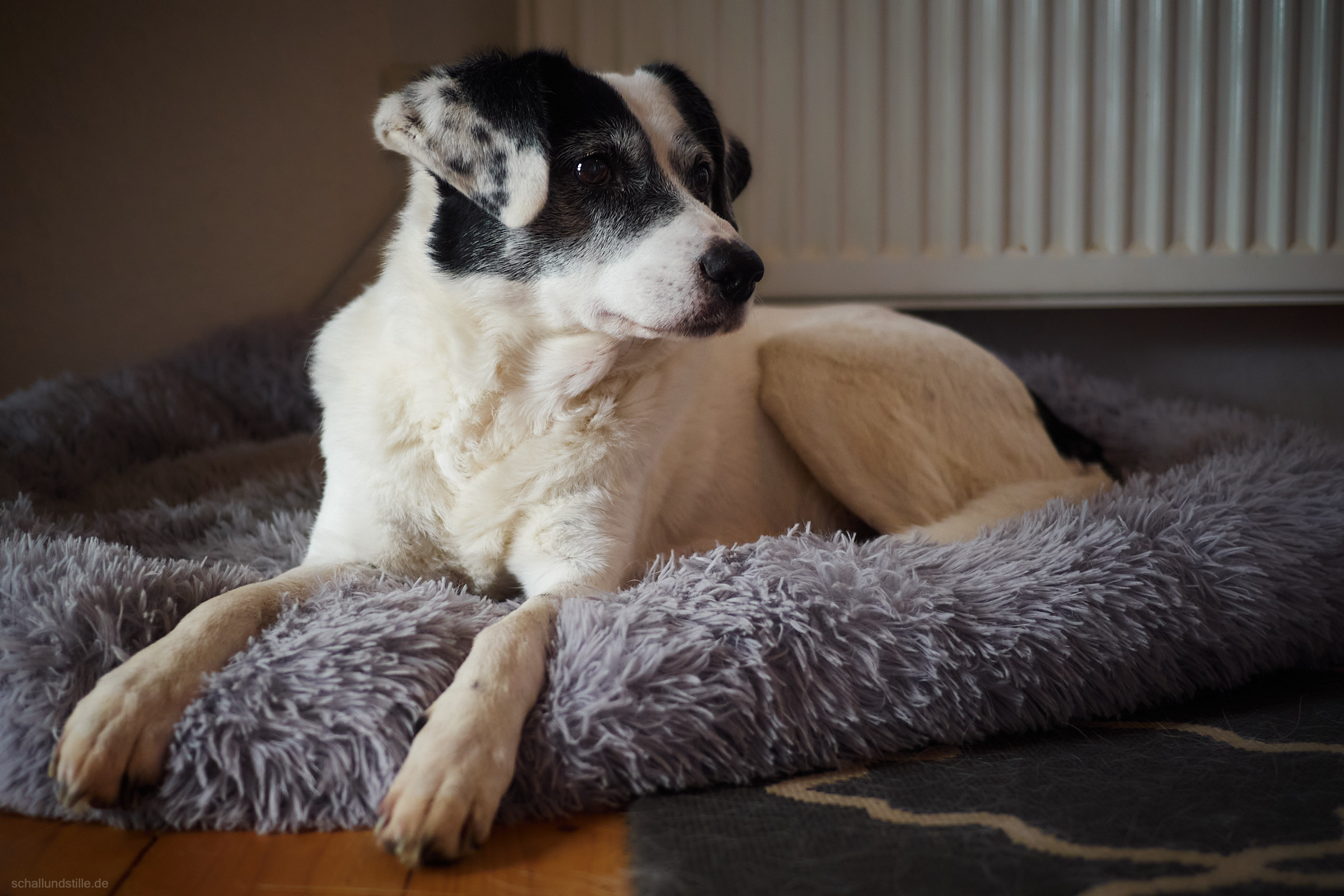 a black and white dog resting in her basket