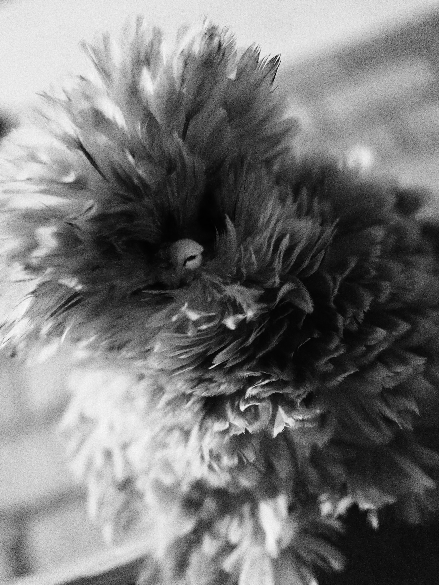 black and white portrait of a padovana chicken from below