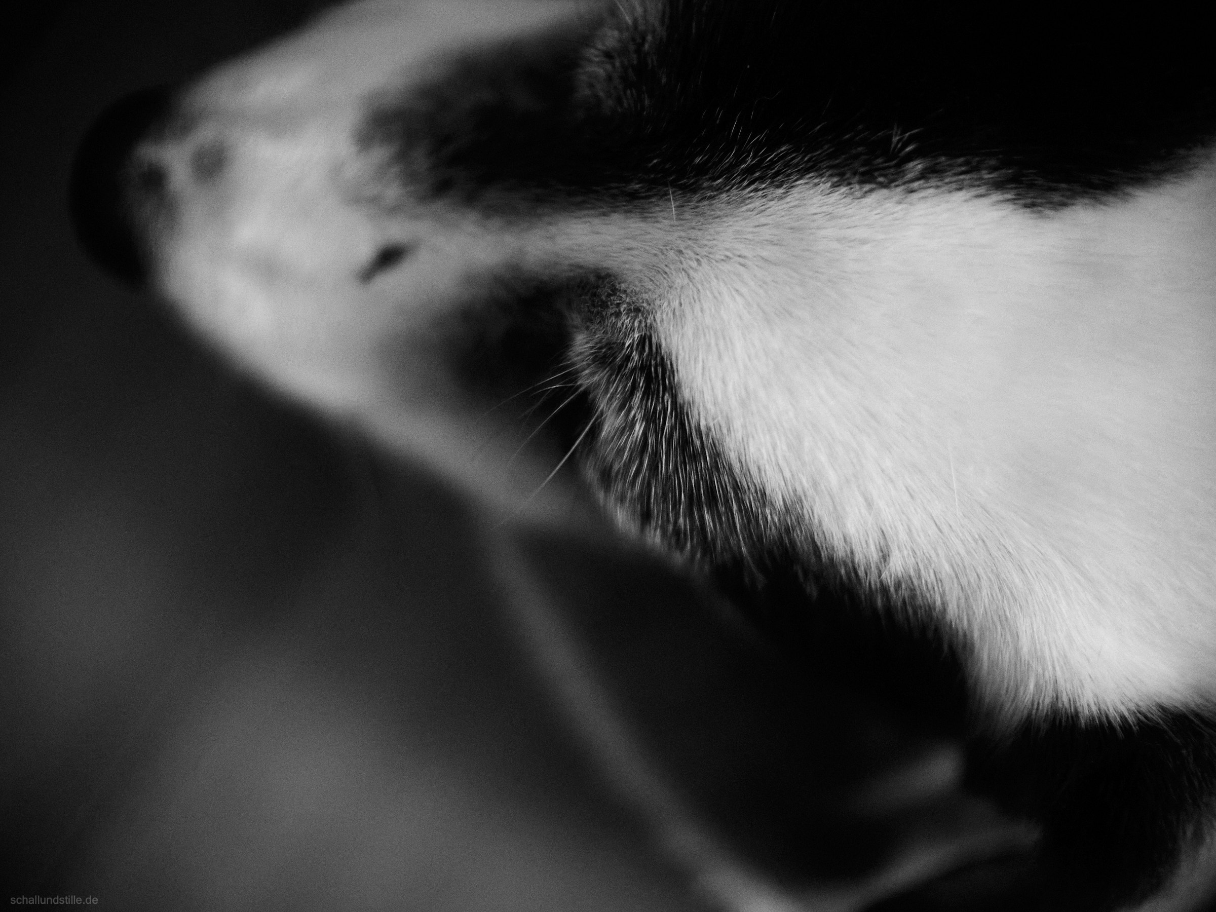 black and white picture of the head of a black and white dog, photographed from above