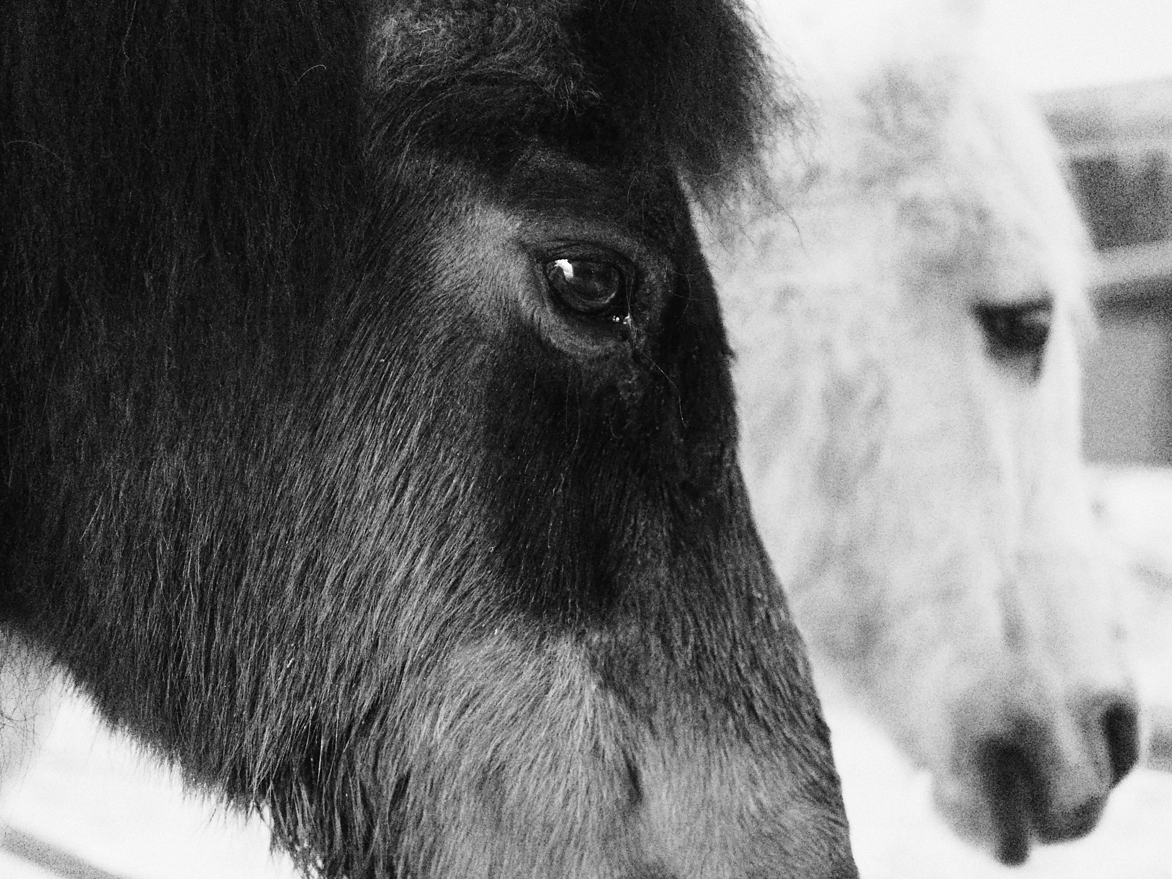 A black and white portrait of two horses (a dark one and a white one)