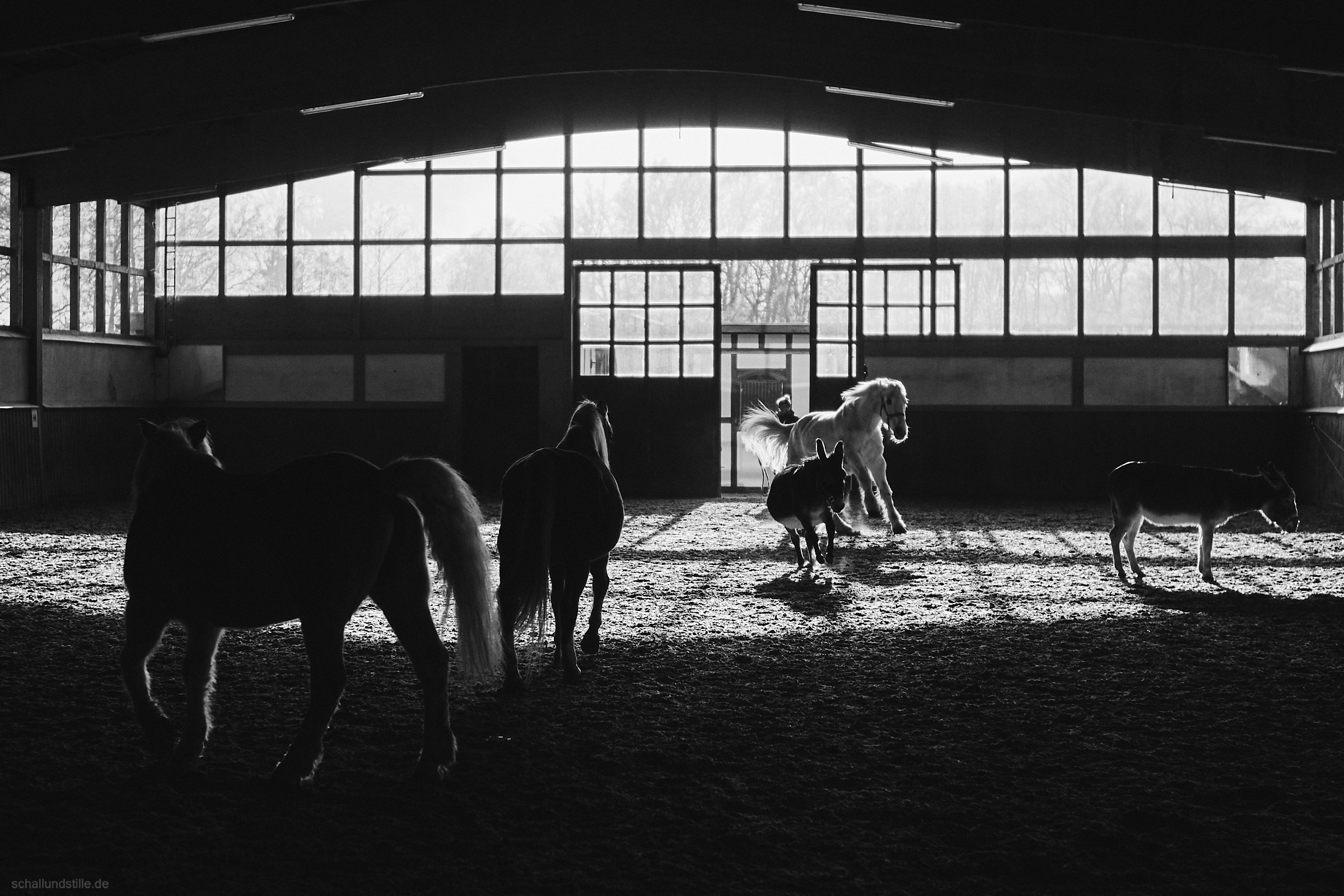 Black and white picture of an indoor riding arena with two horses and two donkeys. A third, white horse is just being let into the riding arena.