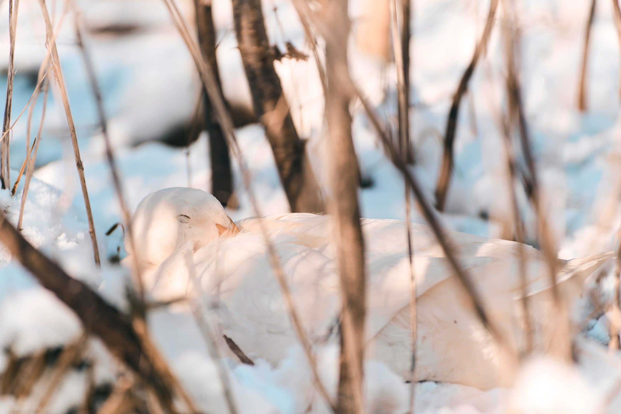 A white runner duck resting in the snow between some reeds.