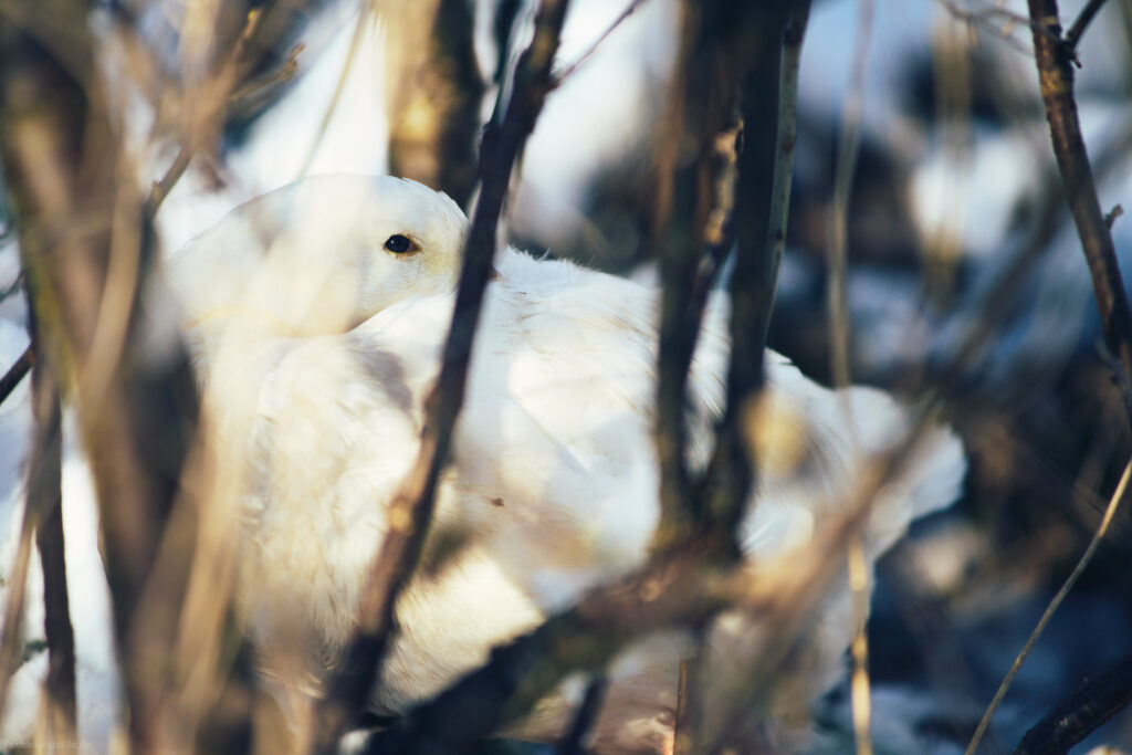 A white runner duck resting in the weeds, watching the photographer with one eye. IMAGE NOT GENERATED BY AI. 