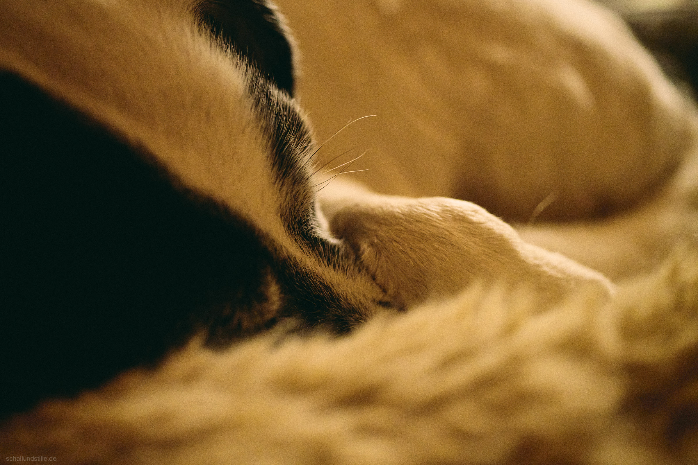 Closeup of a black and white dog resting in her basket.