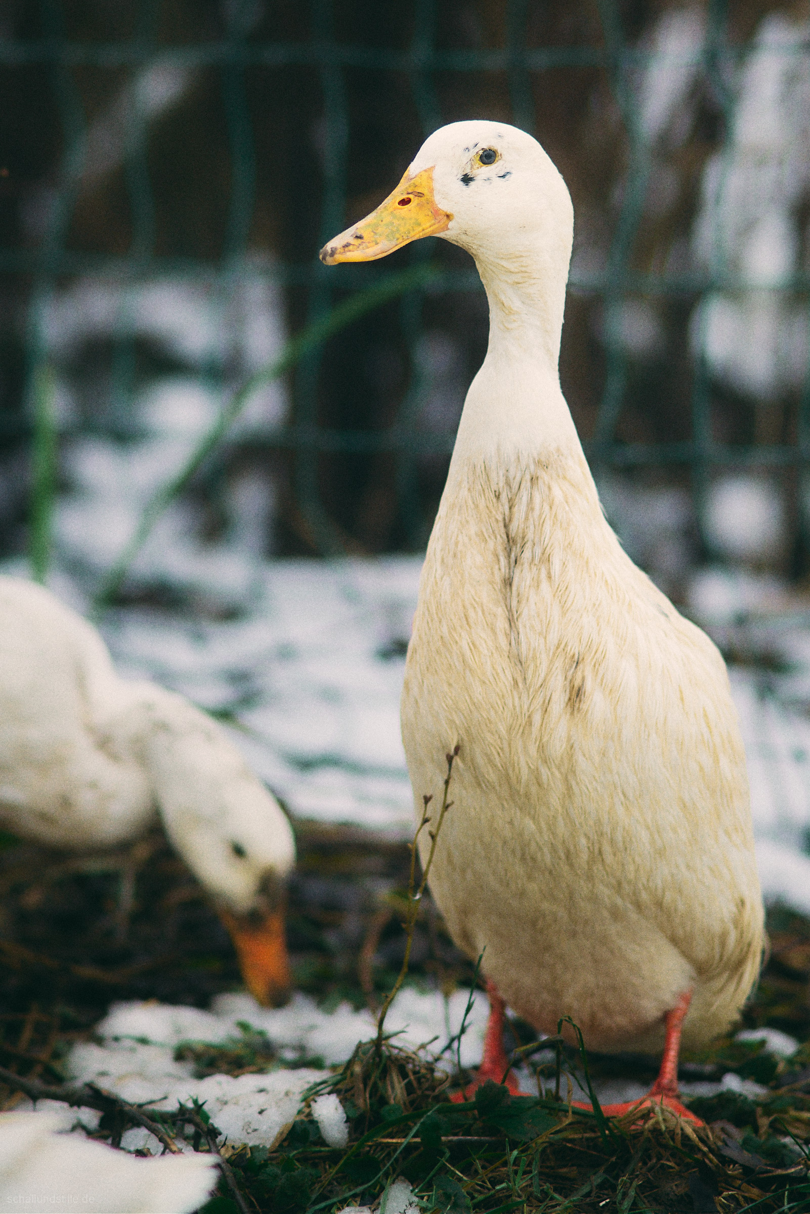 portrait of a runner duck (with another runner duck in the background)