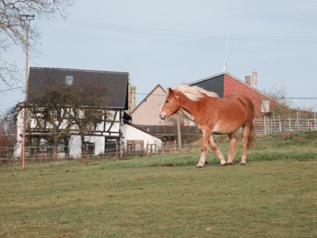 A Haflinger horse on a meadow with a cottage in the background. 