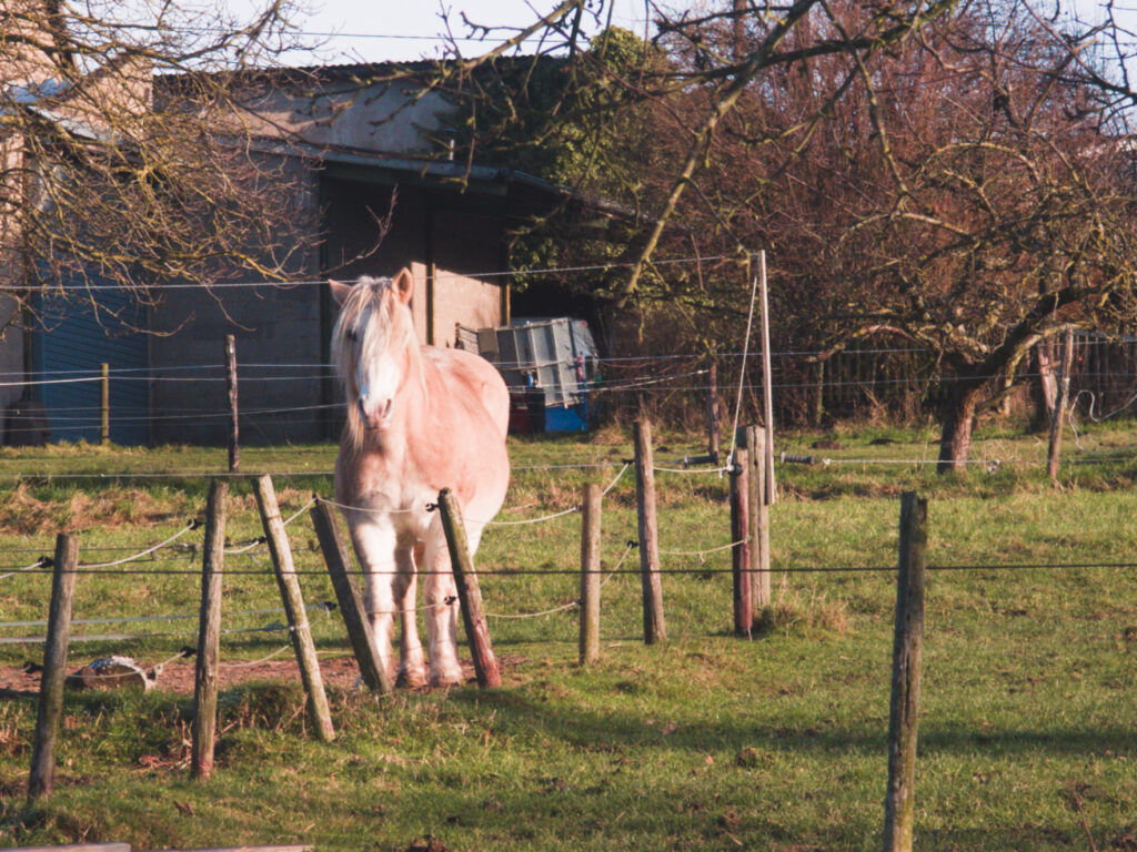 A white horse standing in her paddock and looking at the camera.