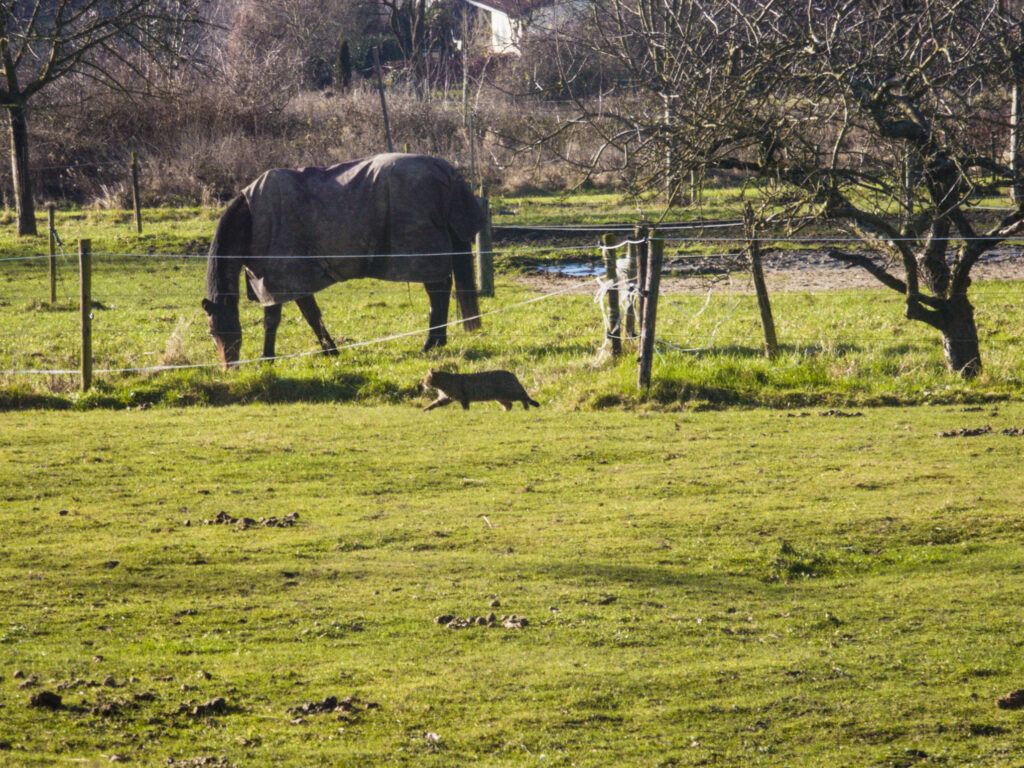 A horse grazing on a meadow, a cat is sneaking by in the foreground. 