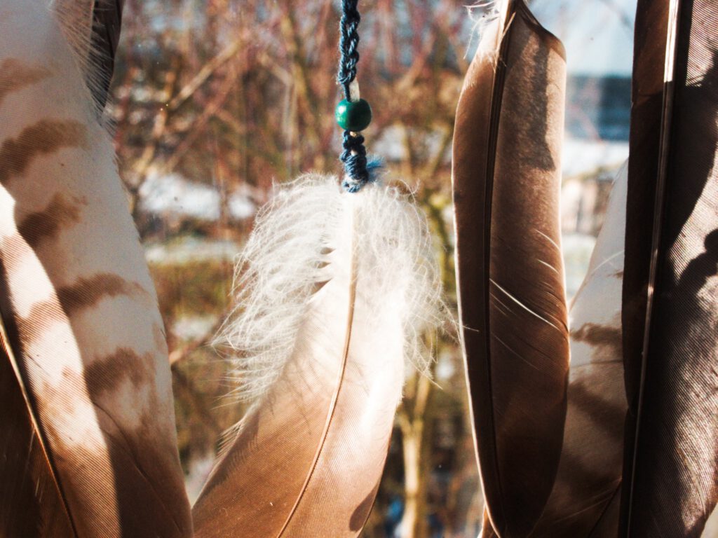 details of some bird feathers hanging in a window