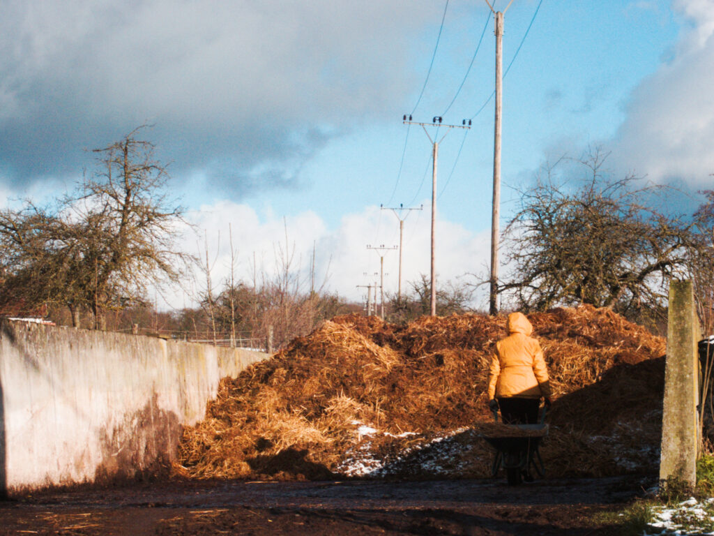 a person with a wheelbarrow transporting dung to a dungheap