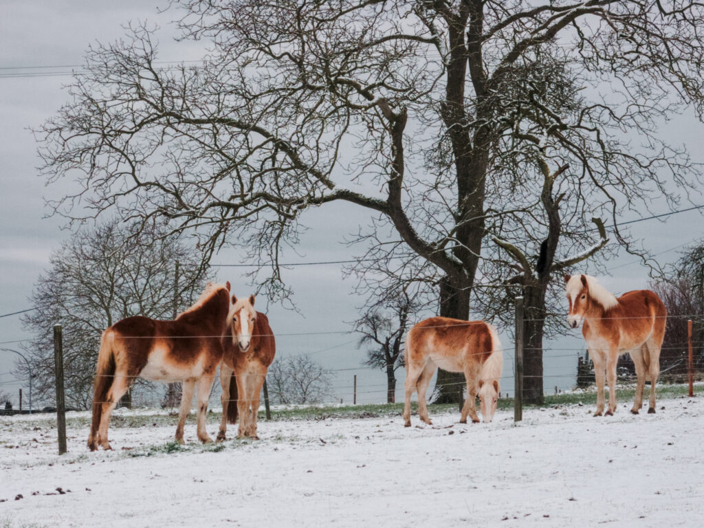 Haflinger horses on a wintery meadow with trees in the background. 