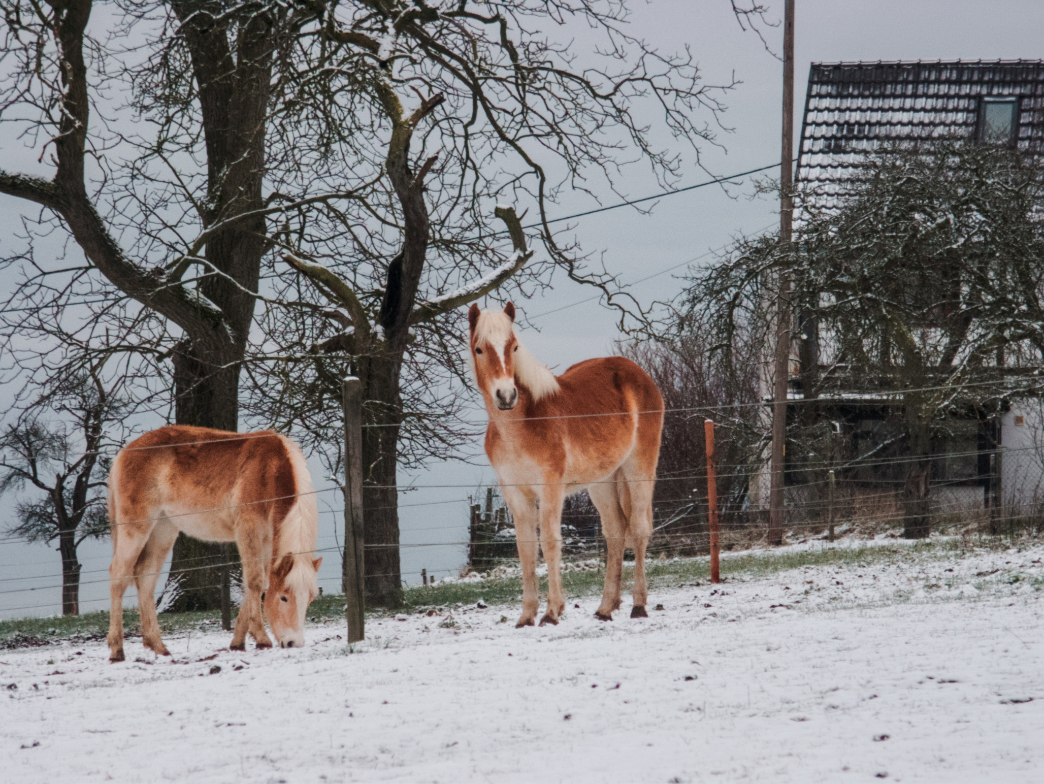 Two haflinger horses standing on a snowy meadow with a house in the background.