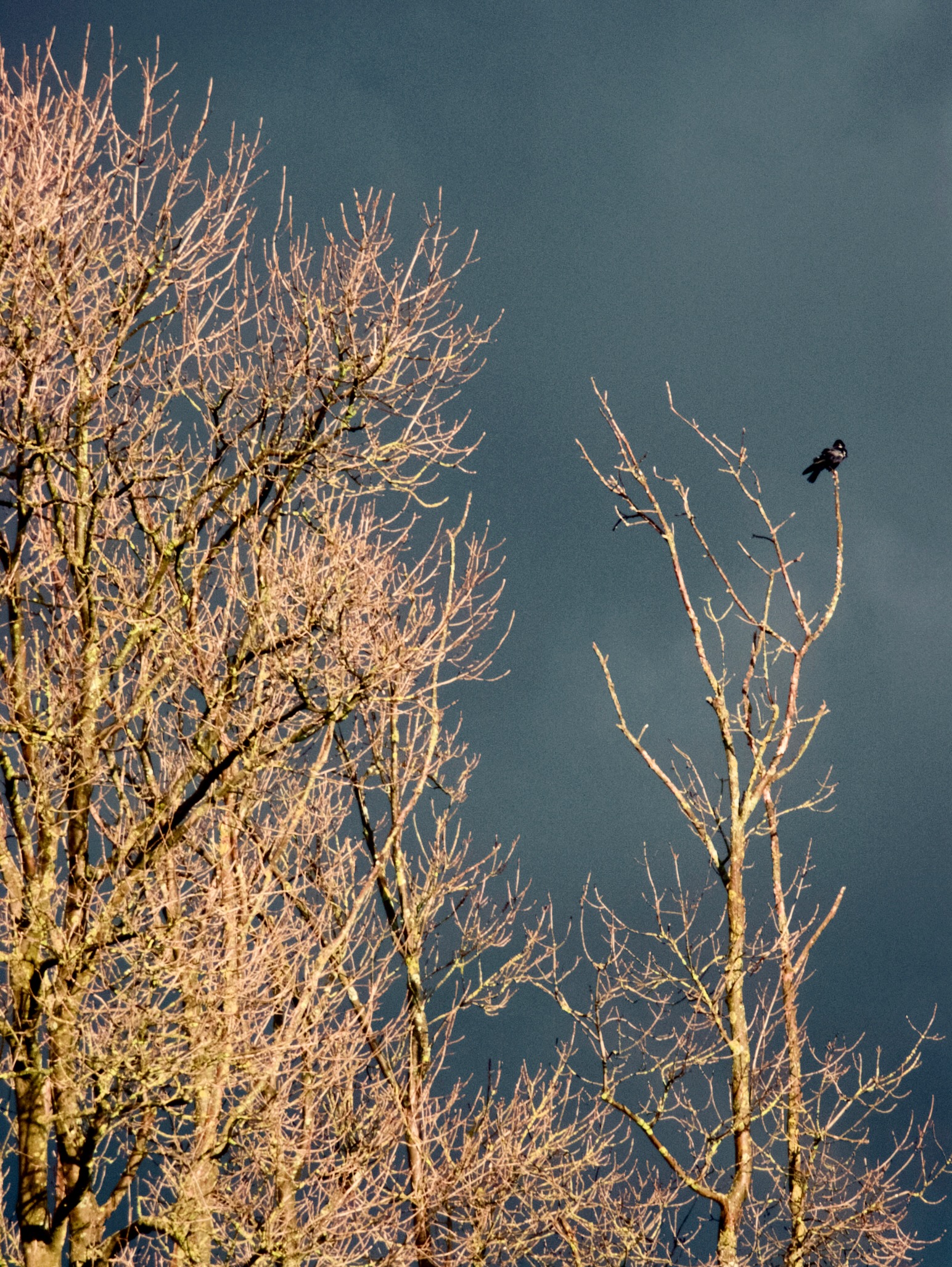 A lone crow sitting on a sunlit winter tree in stormy light