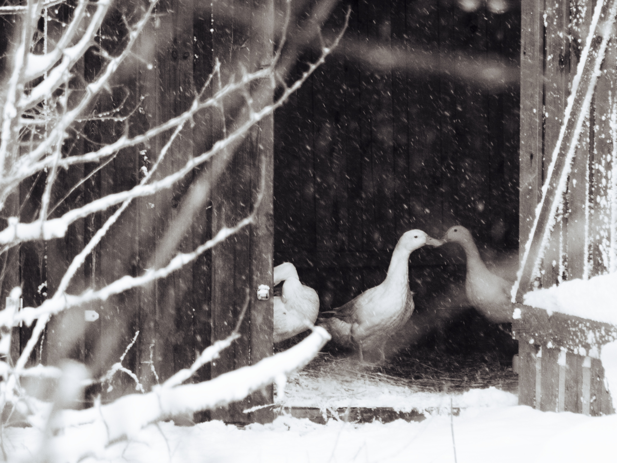 Three runner ducks taking shelter from the snow in a wooden hut.