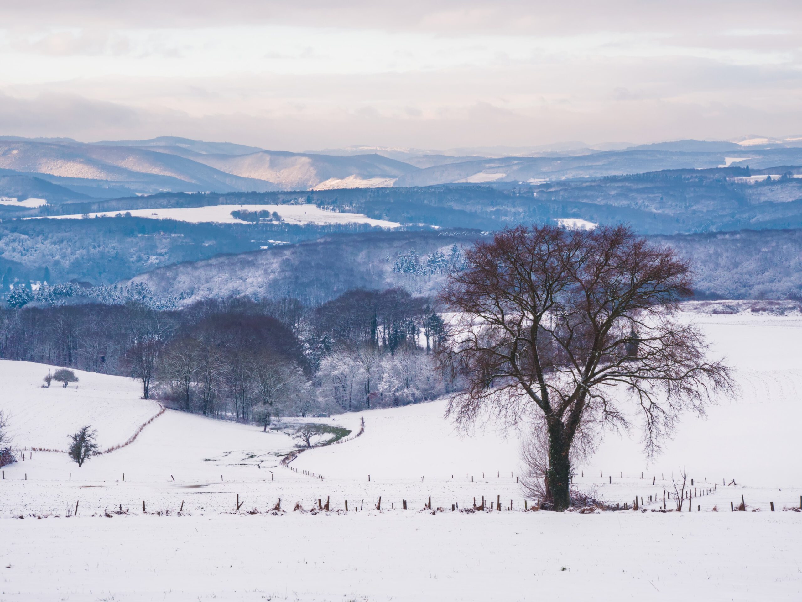 a winter landscape with a snowy meadow and some trees in the foreground and a mountain range in the background