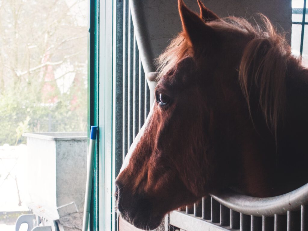 a brown horse looking out of her box