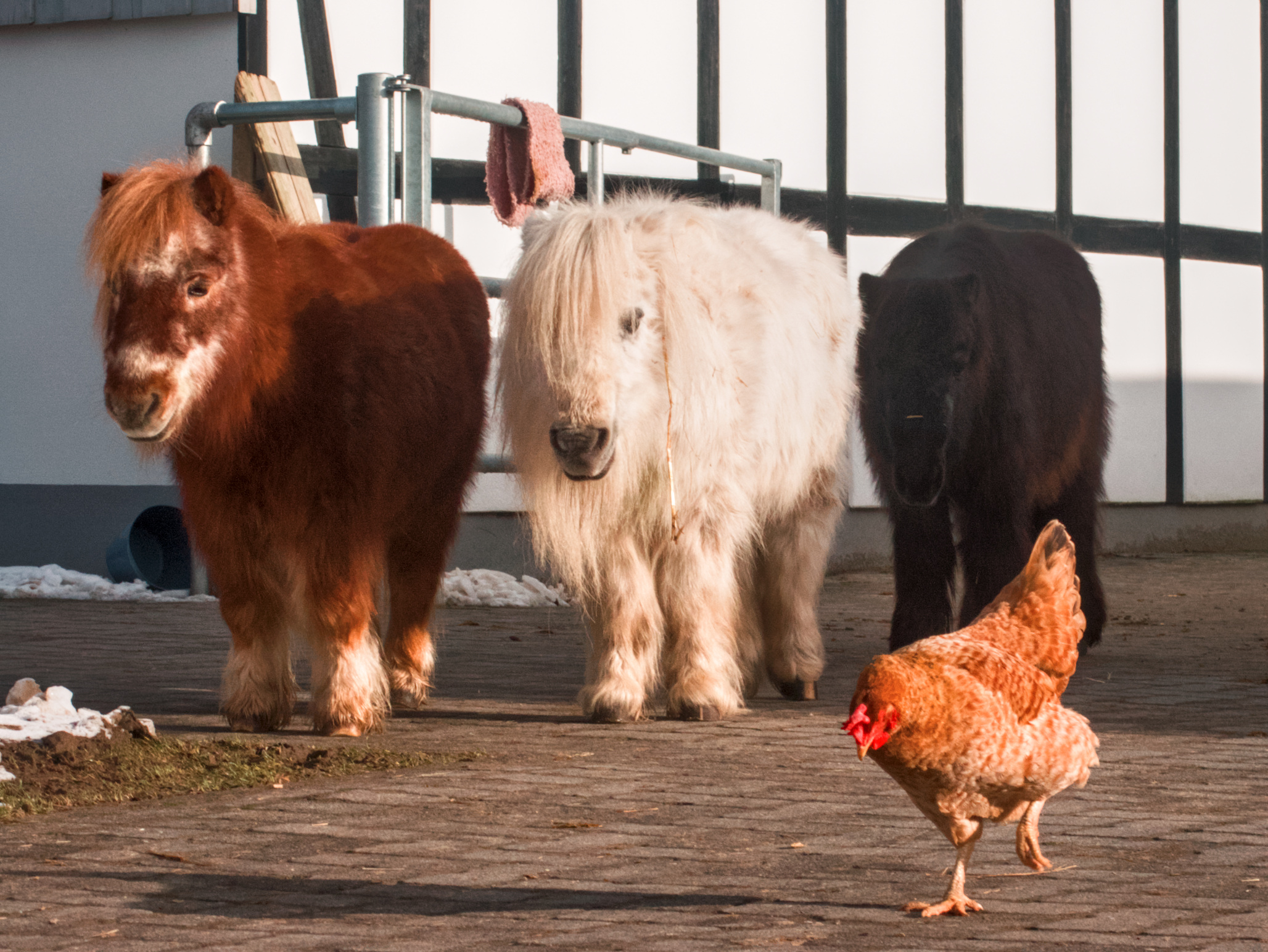 Three elderly shetland ponies and a chicken walking towards the camera.