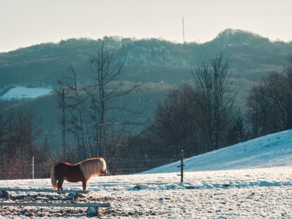 A lone mini shetland pony watching out in a snowy landscape. IMAGE NOT GENERATED BY AI. 