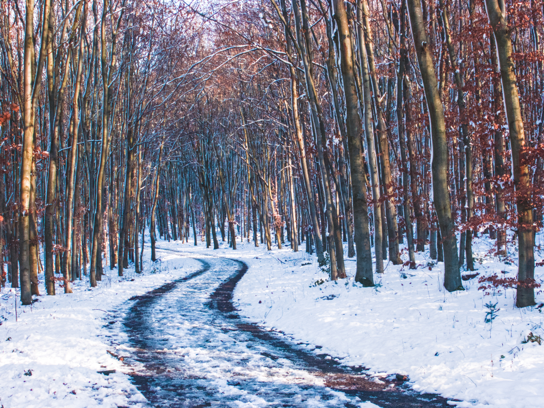 An Image of a snowy path leading into the forest, NOT GENERATED BY AI.