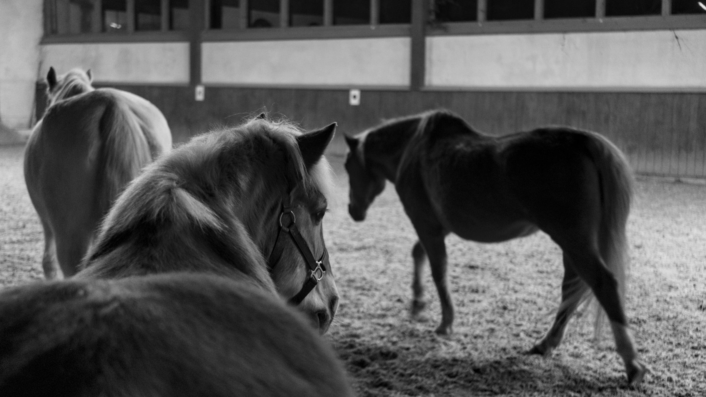 Black and white picture of a group of horses moving away from the photographer