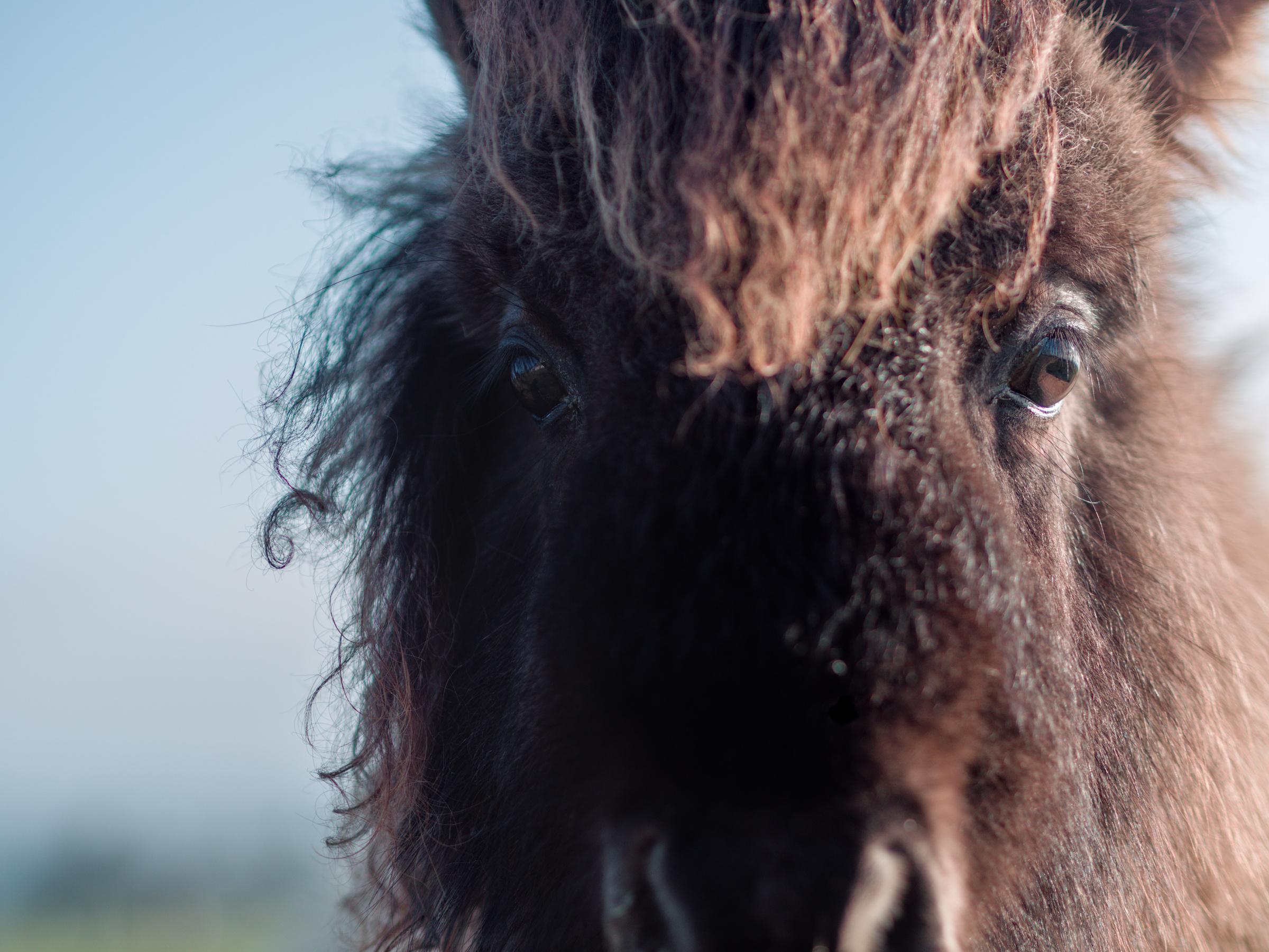 Closeup portrait of a mini shetland pony.