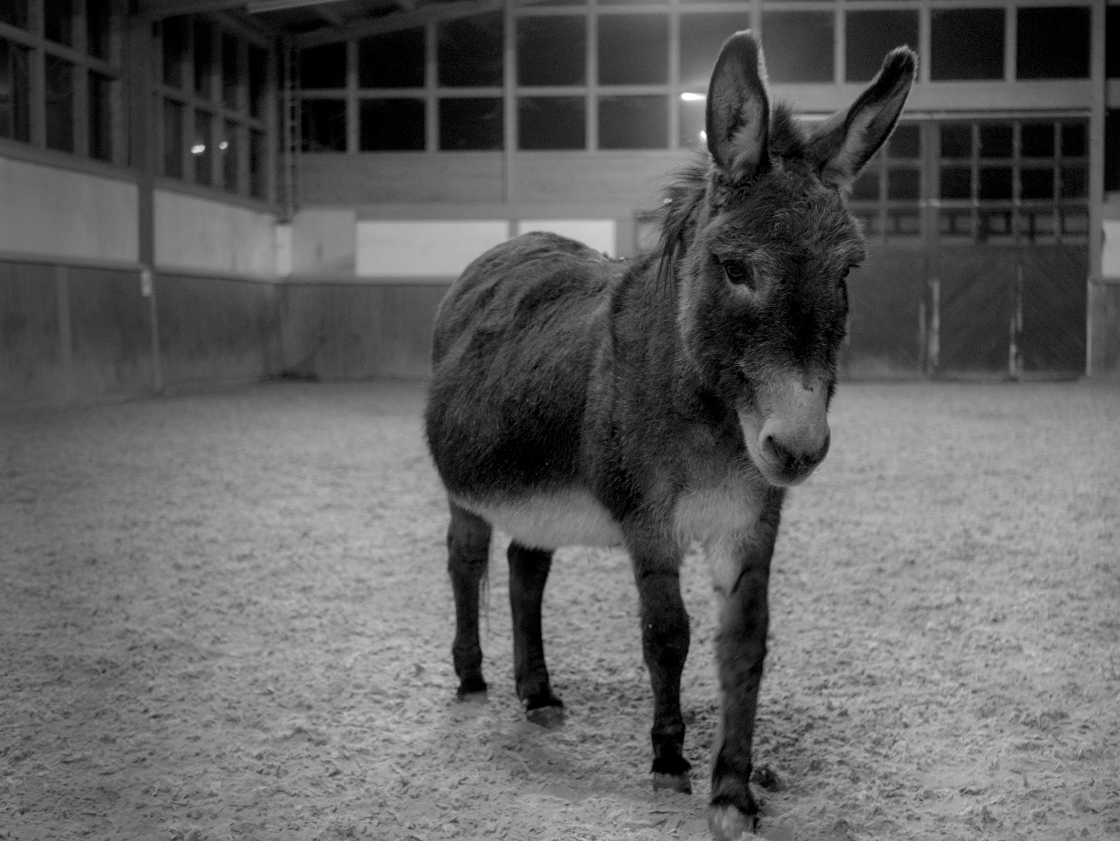 Black and white picture of a donkey standing in a riding hall.