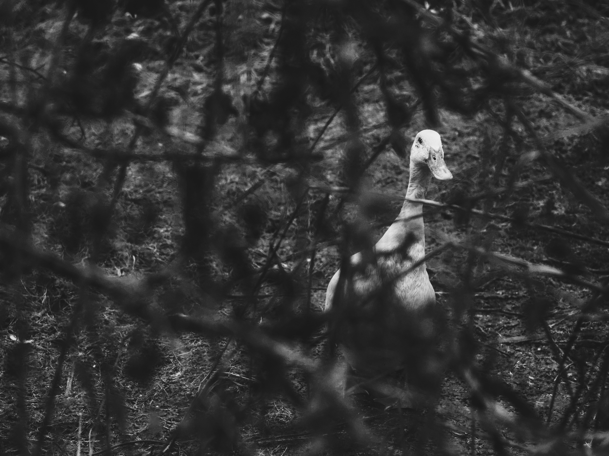 Black and white picture A male runner duck photographed from behind a thicket.