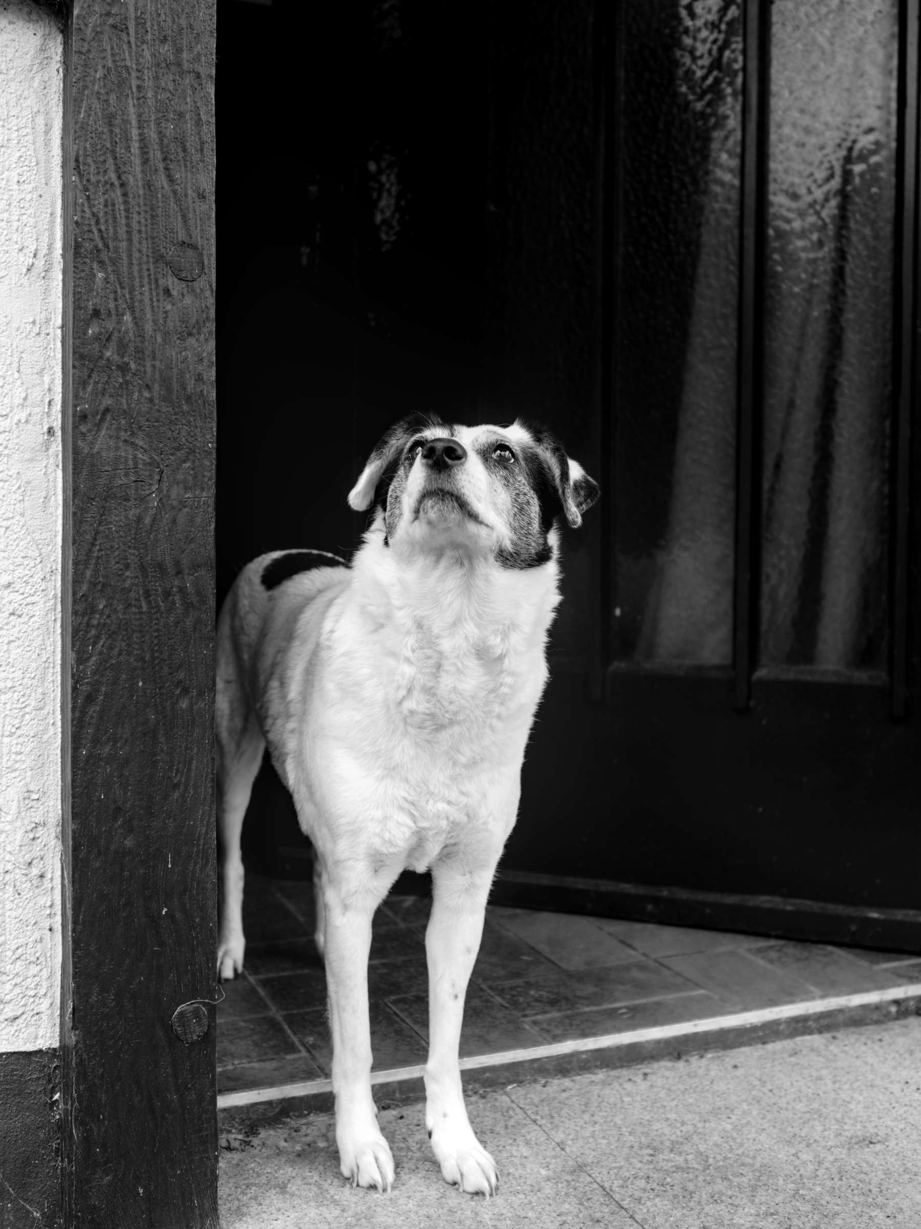 Black and white picture of a dog standing in a doorway looking up.