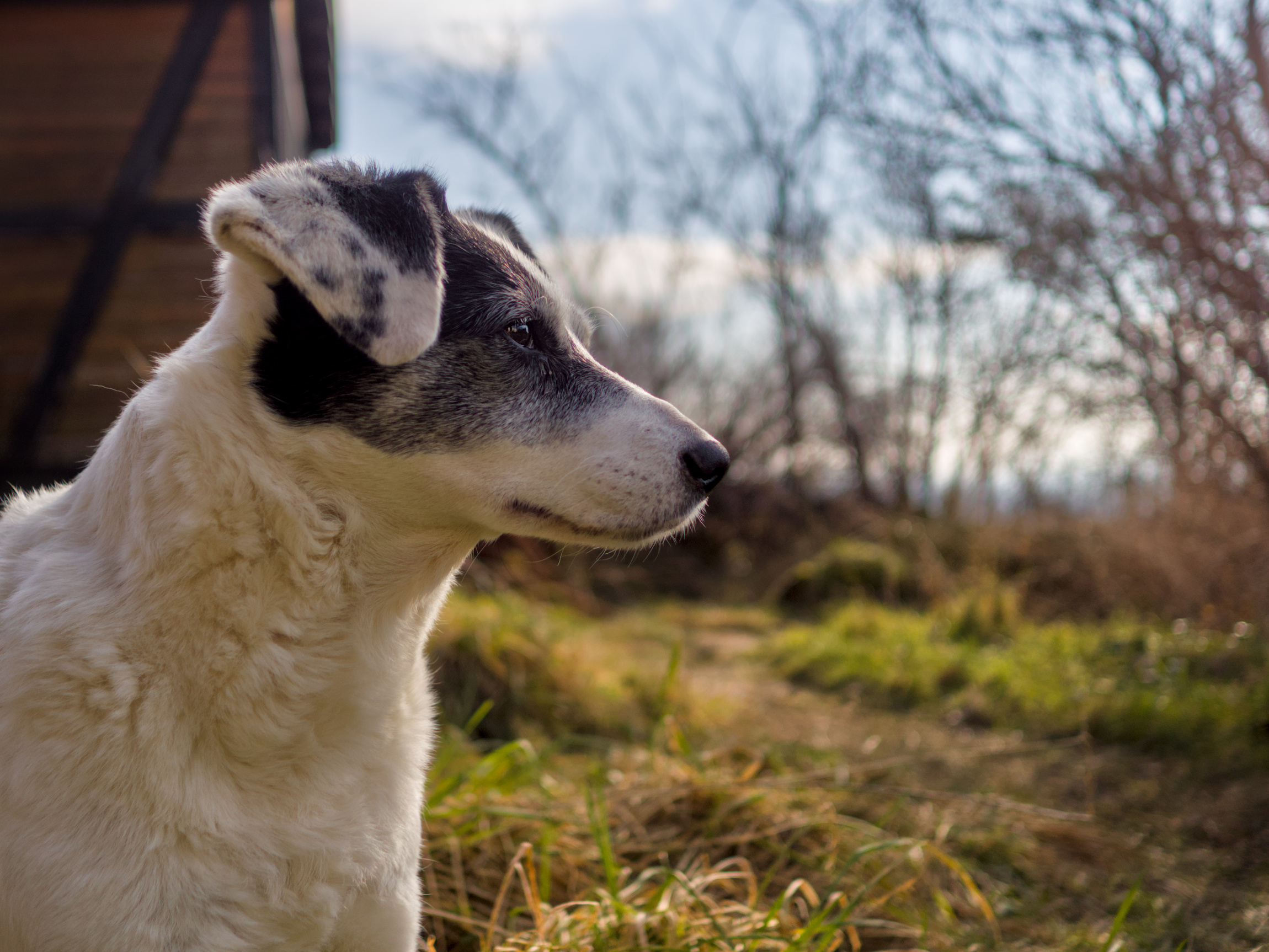 A black and white dog inently gazing into the distance...