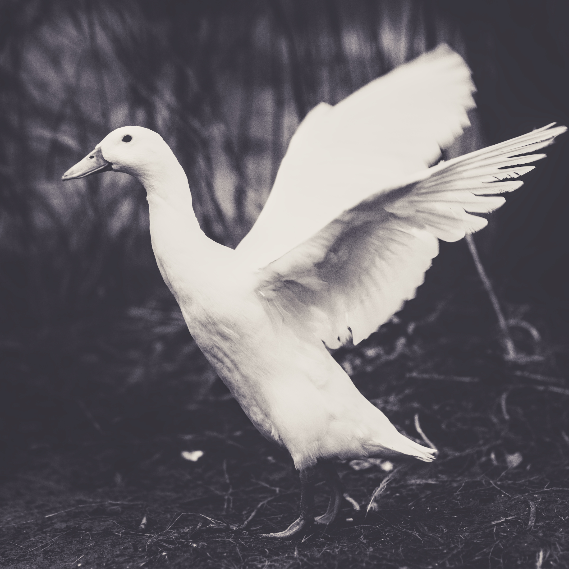 Black and white picture of a runner duck spreading her wings