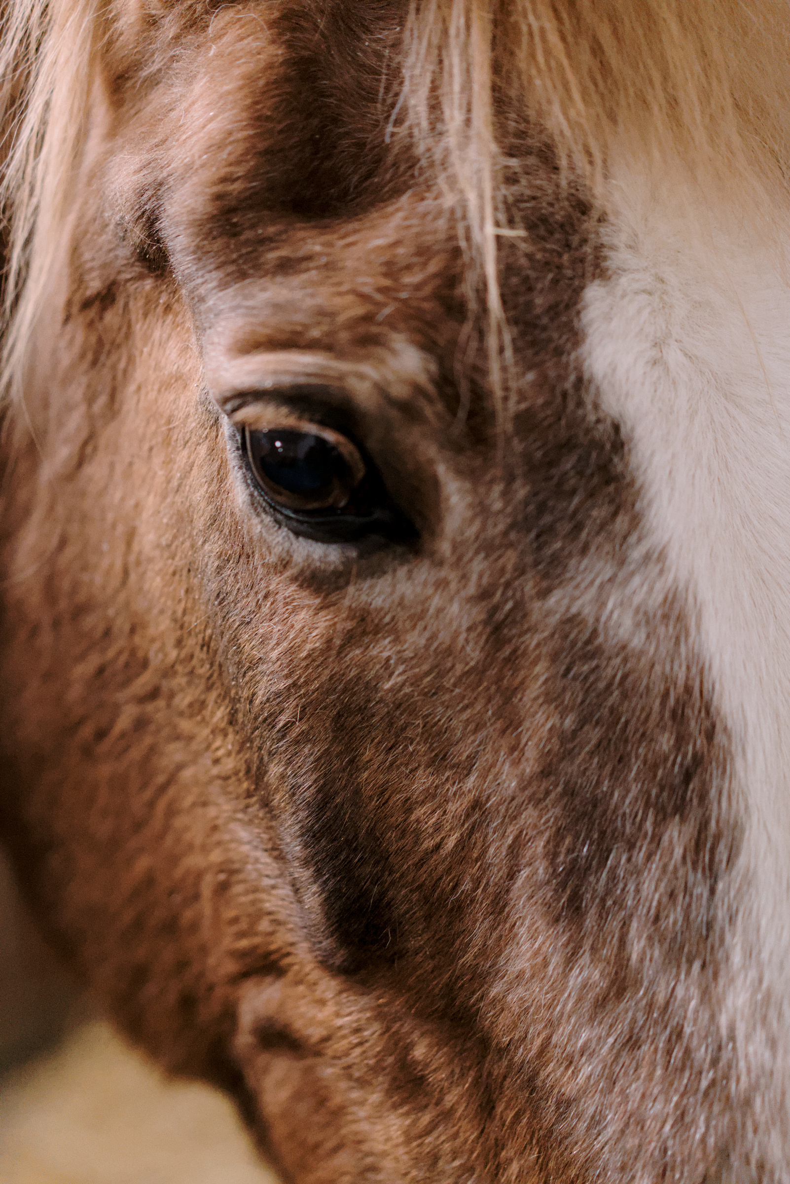 closeup portrait of a horse.