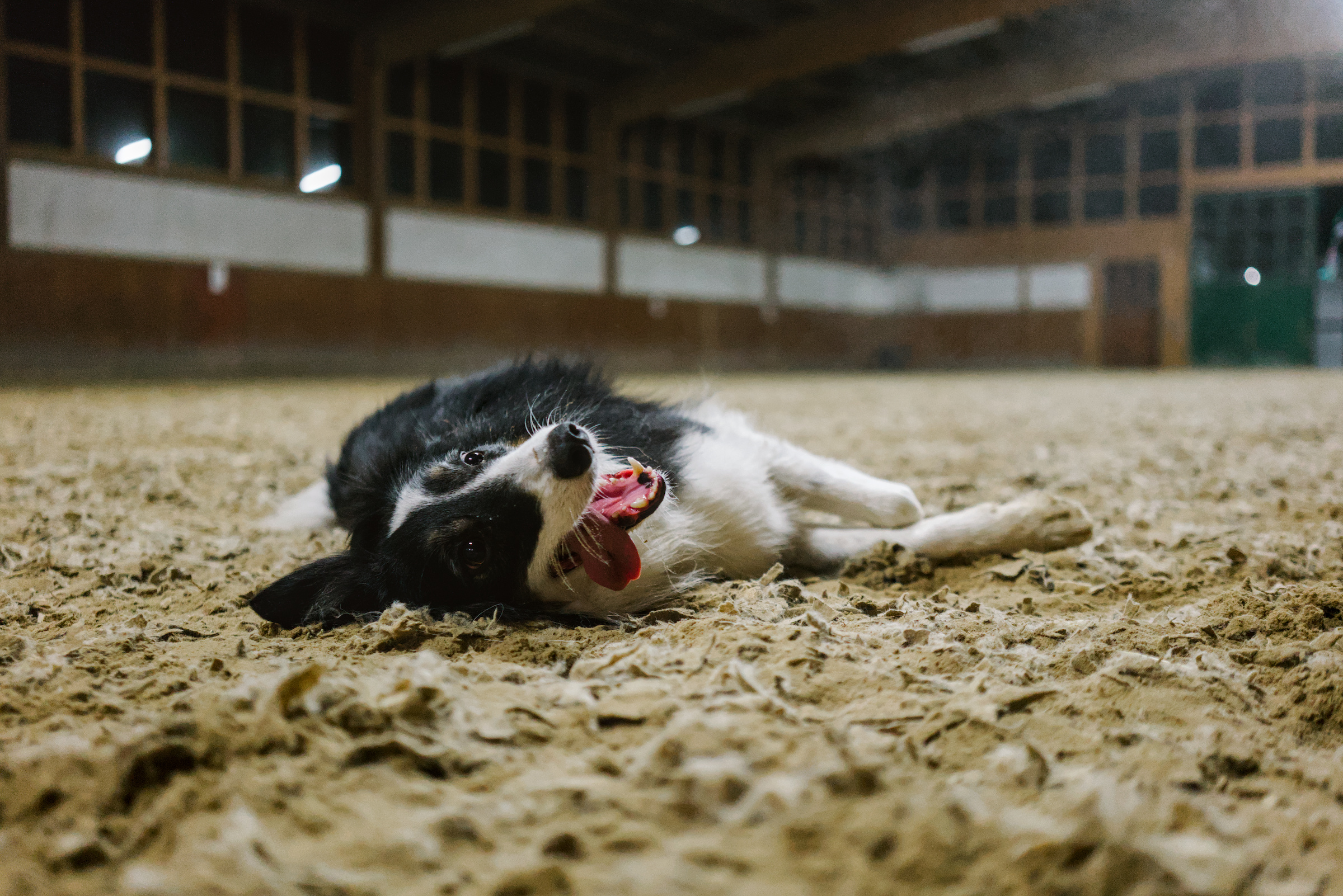 A dog resting on the floor of an indoor riding arena.