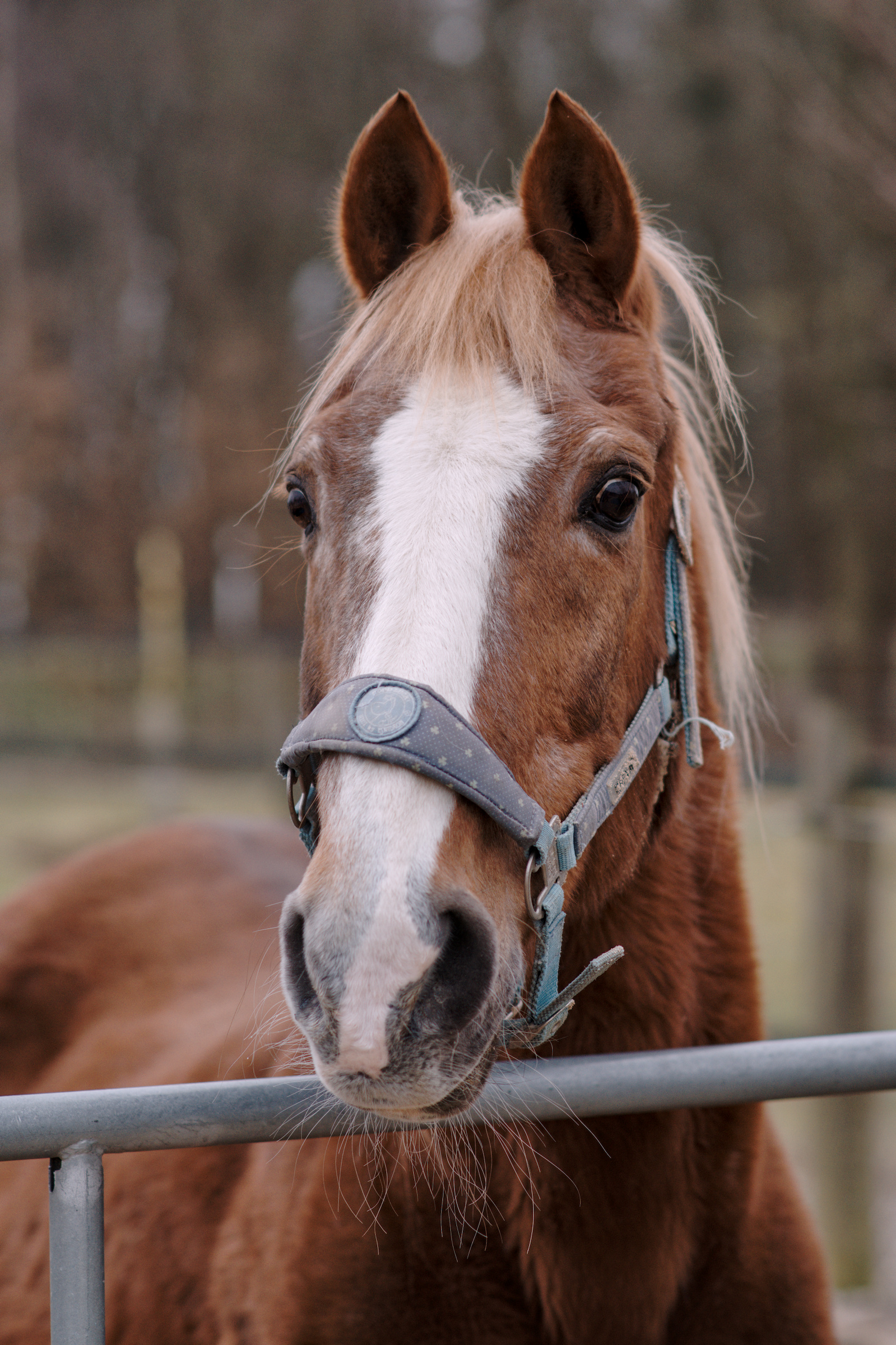 Portrait of a brown horse looking at the photographer.