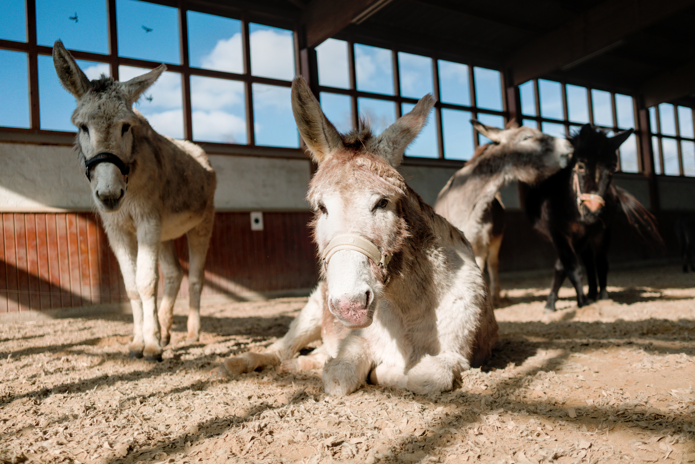 Three donkeys and one mule in an indoor riding hall. One of the donkeys is resting on the ground.