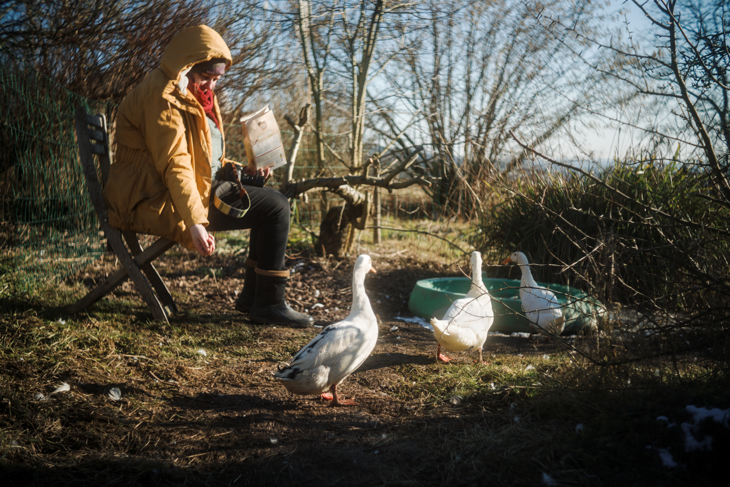 A person in a yellow coat feeding three runner ducks in a garden.