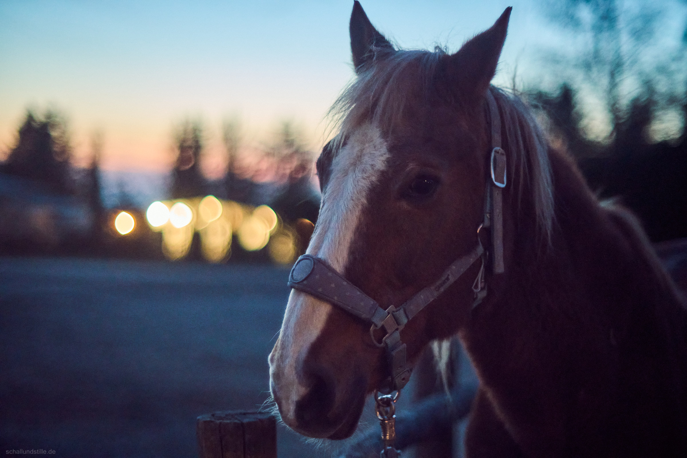 Portrait of a horse in evening light, with some lights in the background.