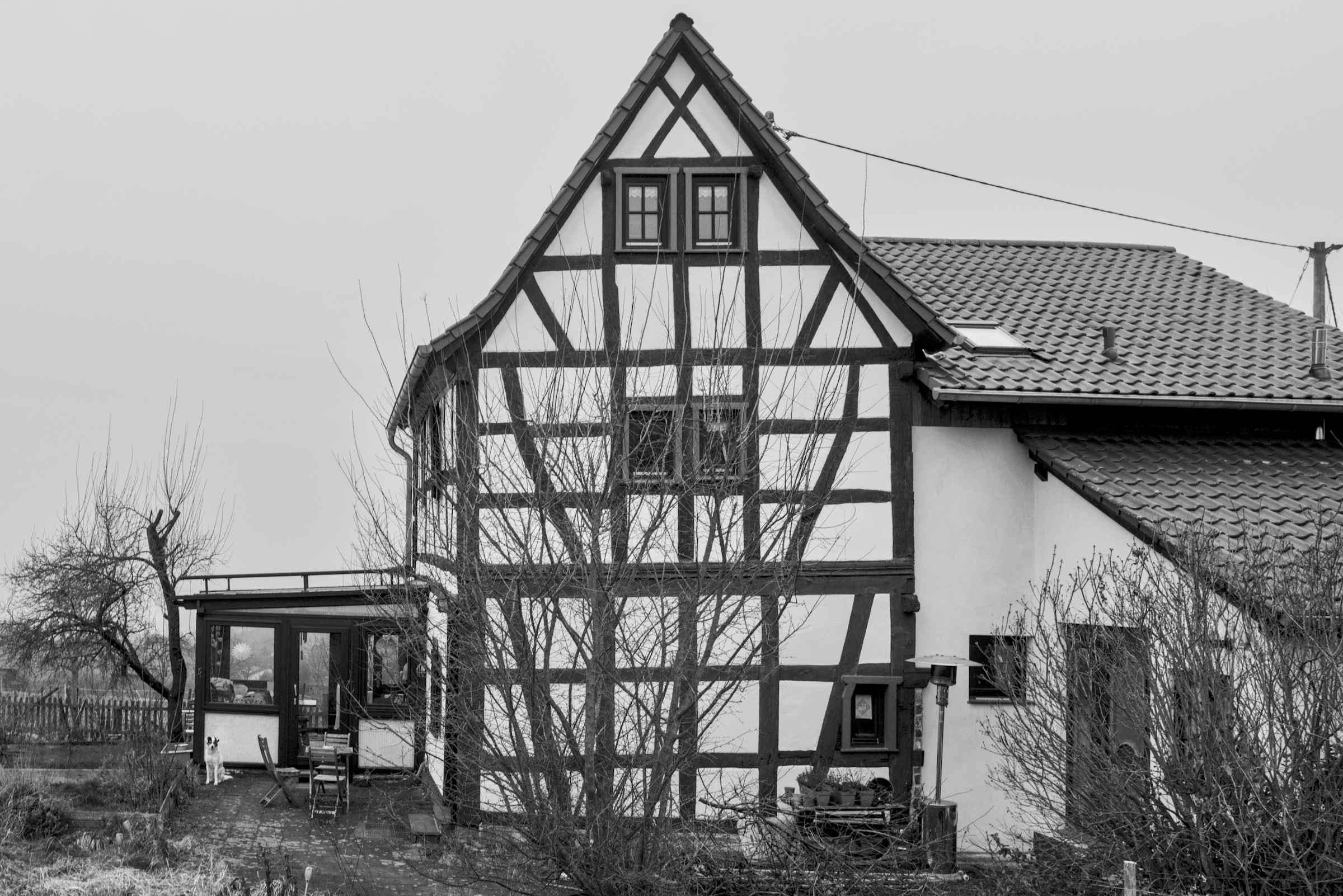 black and white picture of a timber frame cottage with a black and white dog guarding the winter garden