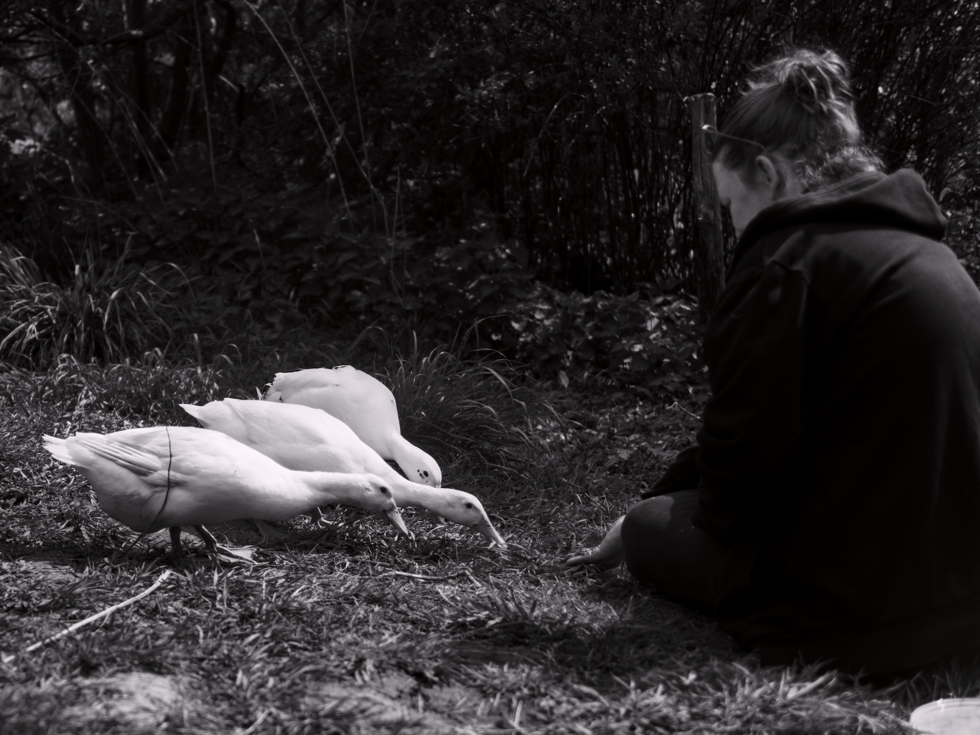 Black and white picture of a woman feeding three runner ducks