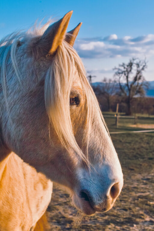 Portrait of a horse in fixed colours.
