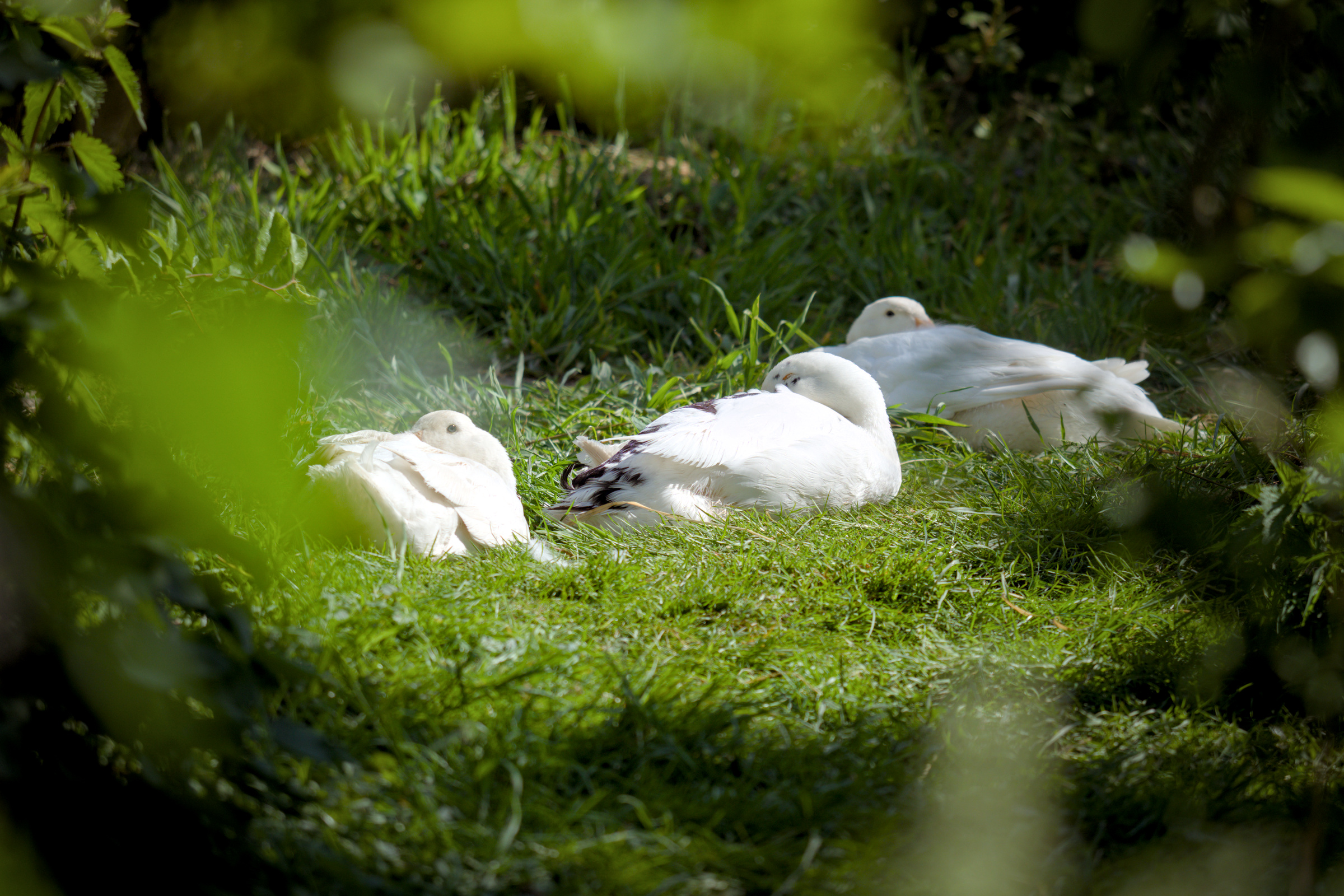 Three runner ducks resting in the grass.